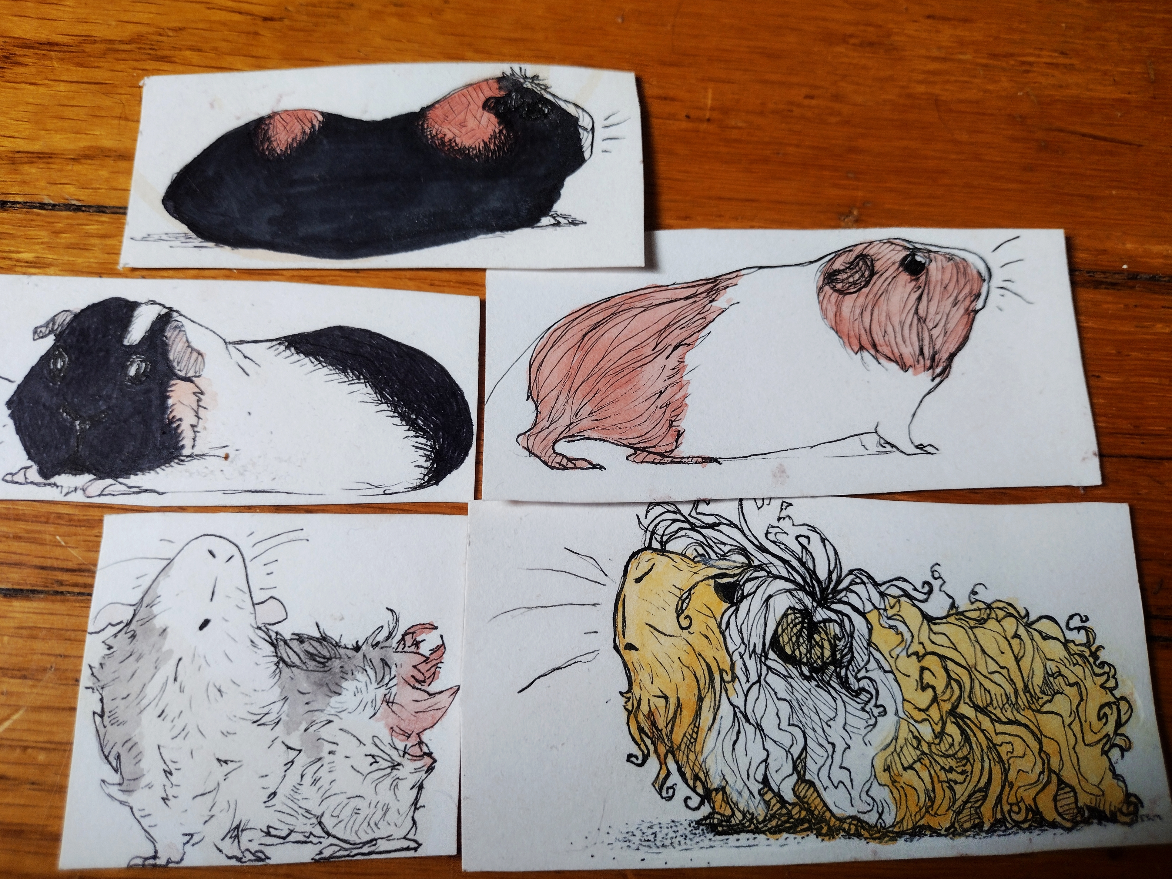 five separate ink and watercolor pictures of guinea pigs.